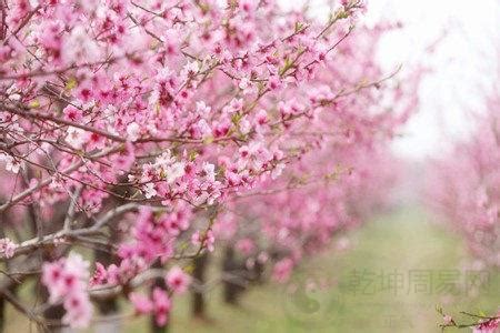 偏桃花意思|什么叫偏桃花？偏桃花有什么危害？怎么改变偏桃花运？